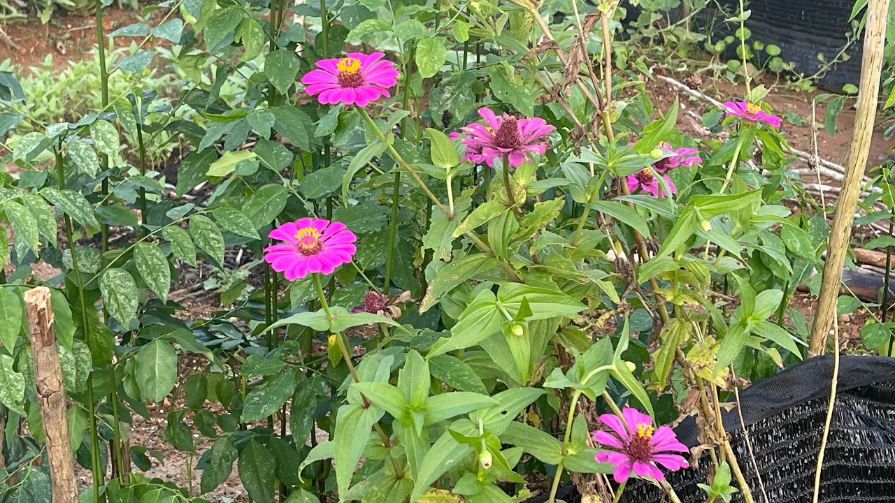 Mini kebun sudah Di upgrade 