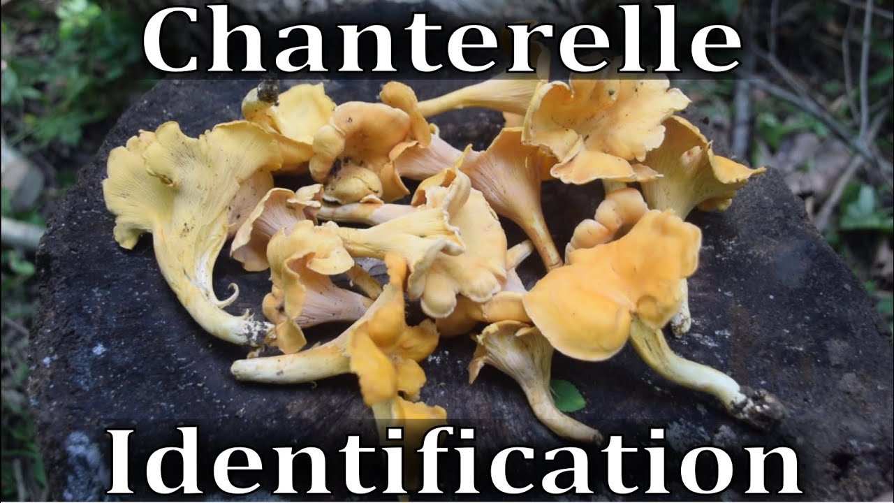 Chanterelle Mushroom Identification, Harvesting, Toxic Look A Like
