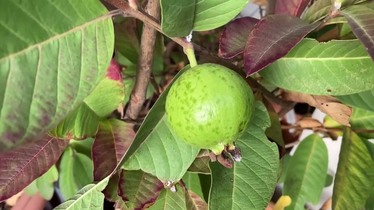 Thai guava fruit still holding late January 