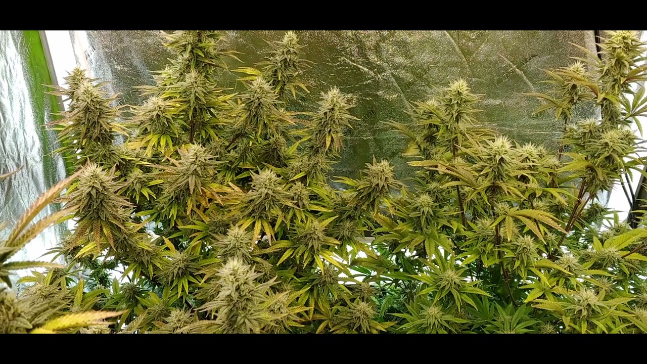 critical orange week 4 and week 5