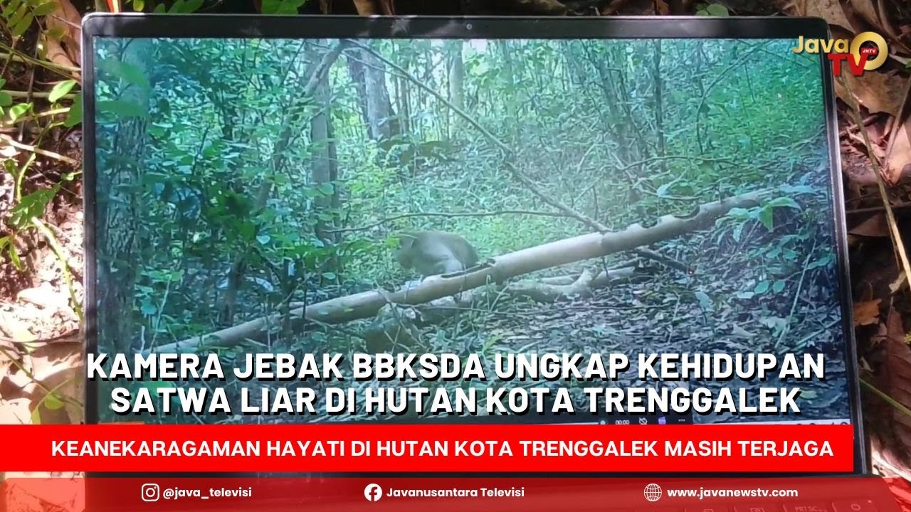 Terekam Kamera BBKSDA, Landak Jawa dan Monyet Ekor Panjang Muncul di Hutan Kota Trenggalek