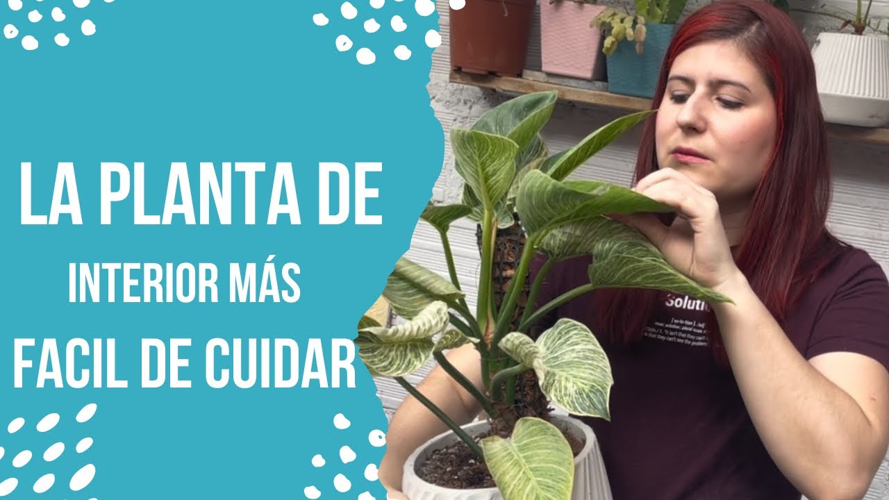 PHILODENDRON BIRKIN / la planta de interior ideal para PRINCIPIANTES