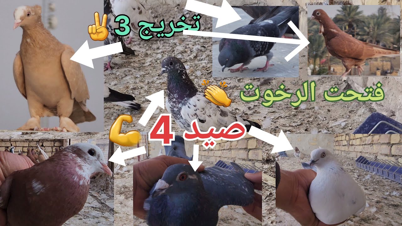 صيد 4💪 تخريج✌️الرخوت✌️الحمر✌️التور🕊️ مقطع تفليش اليوم😯اريد لايكات بكَد المحبة😘