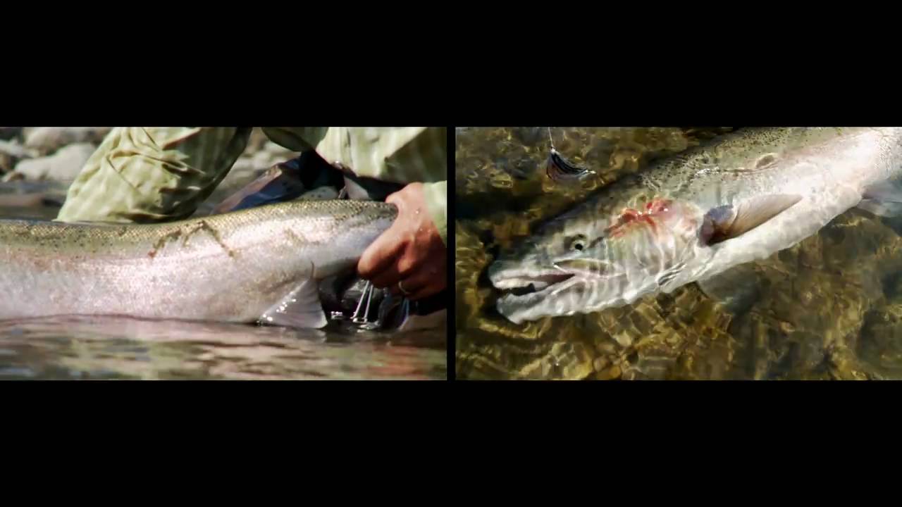 Steelhead Fishing--Skagit Master Volume 2 Featuring Scott Howell---Trailer