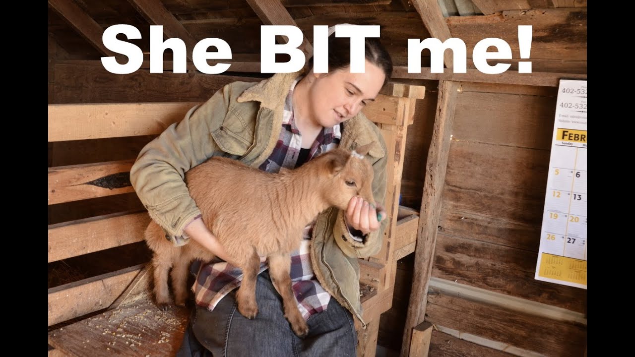 Nigerian Dwarf Goats 101 | Tattoos and Banding - Plum Bush Farm Pineapple