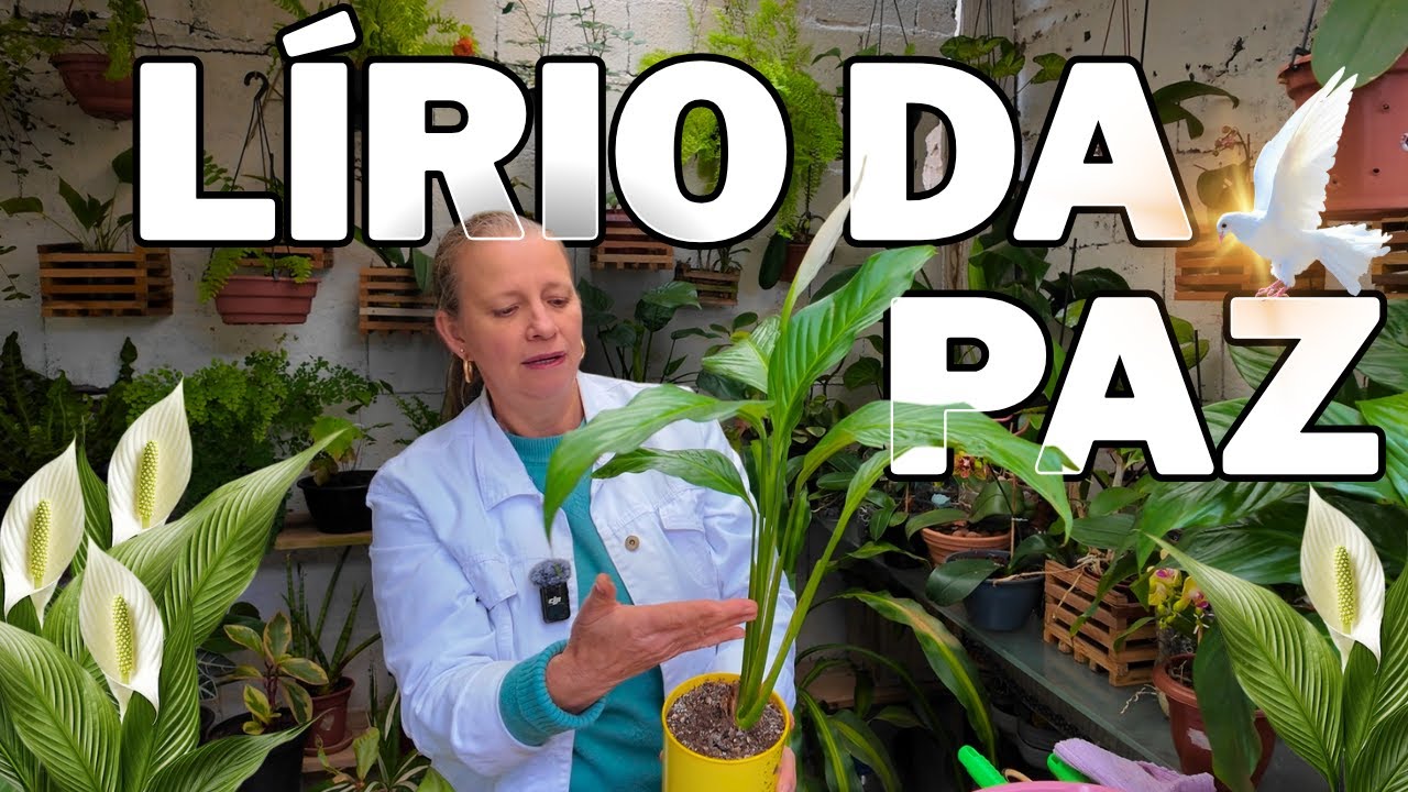 Lírio da Paz: Cuidados Simples para Ele Florescer na Sua Casa! 🌿✨