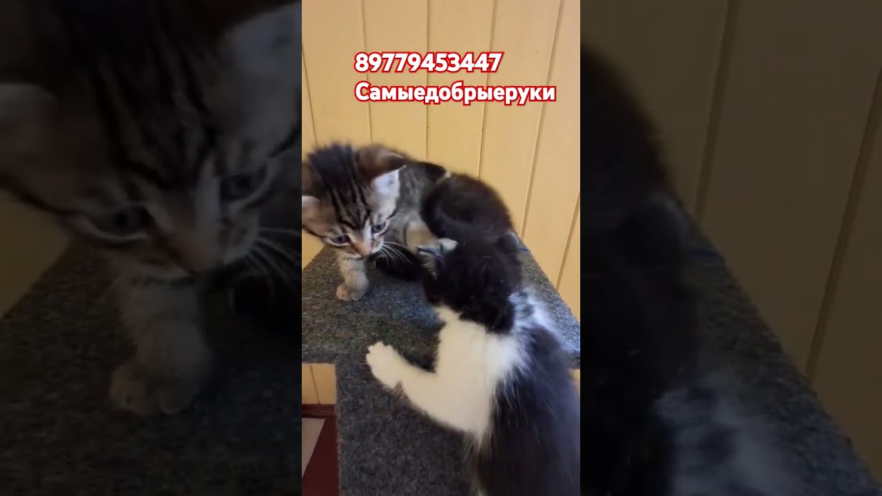 Москва и область. Привезем 