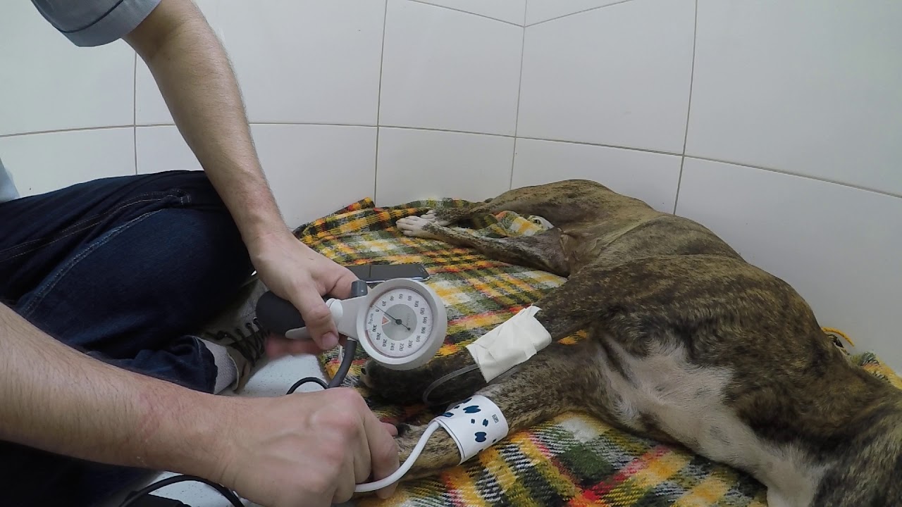 Como aferir pressão do meu paciente canino? Aprenda agora mesmo com o @vetplatonista