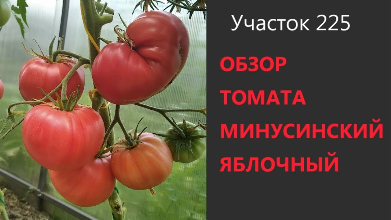 Томат Минусинский яблочный. ВКУСНЕЙШИЕ ПОМИДОРЫ!
