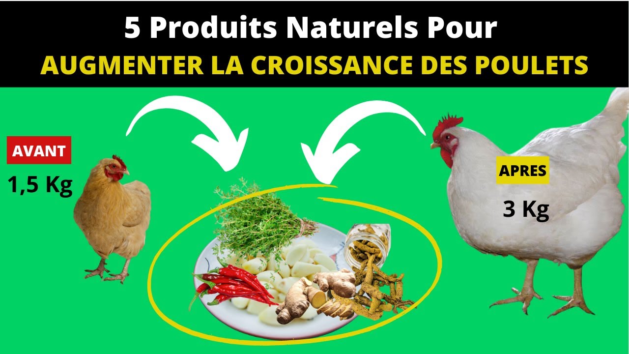 Voici 5 produits Naturels pour Augmenter la croissance des poulets locaux ou de chair