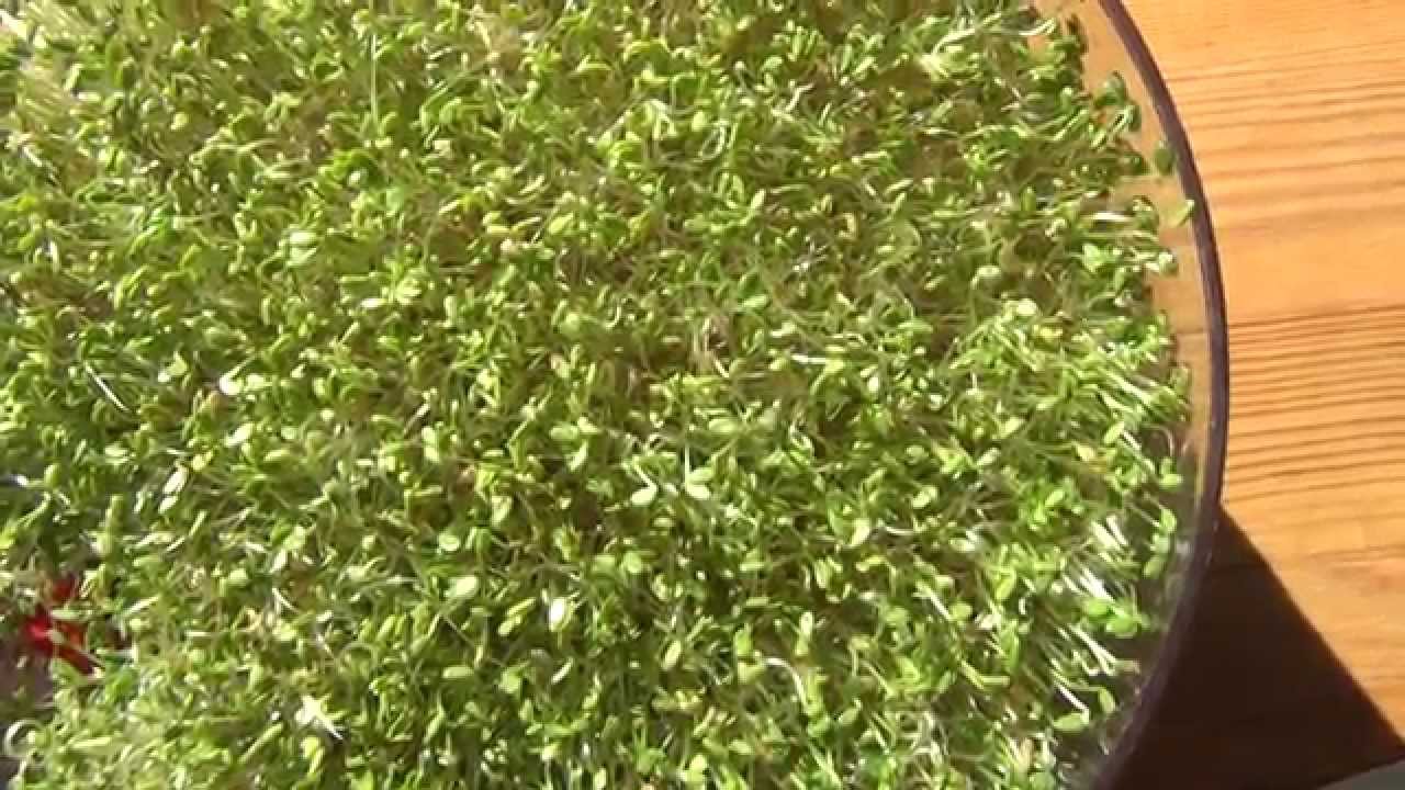 Teil 8: Rotklee - Anleitung f&uuml;r Sprossen, Keimlinge & Gr&uuml;nkraut