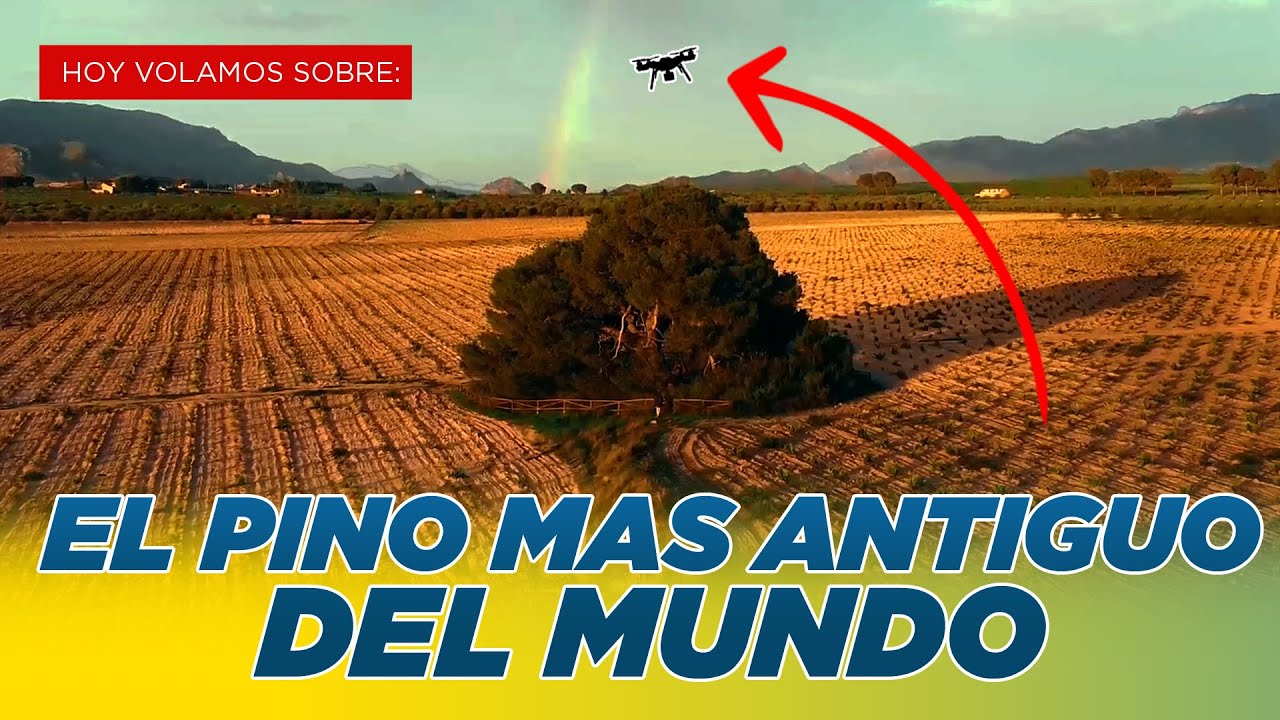 EL PINO MAS ANTIGUO DEL MUNDO - AVENTURAS AÉREAS