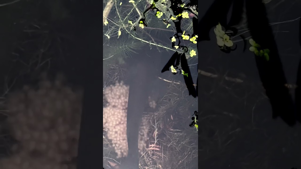 Day 1: The Astonishing Secret of Catfish Egg Laying 近距离观察鲶鱼产籽 #nature #egglaying #ponds