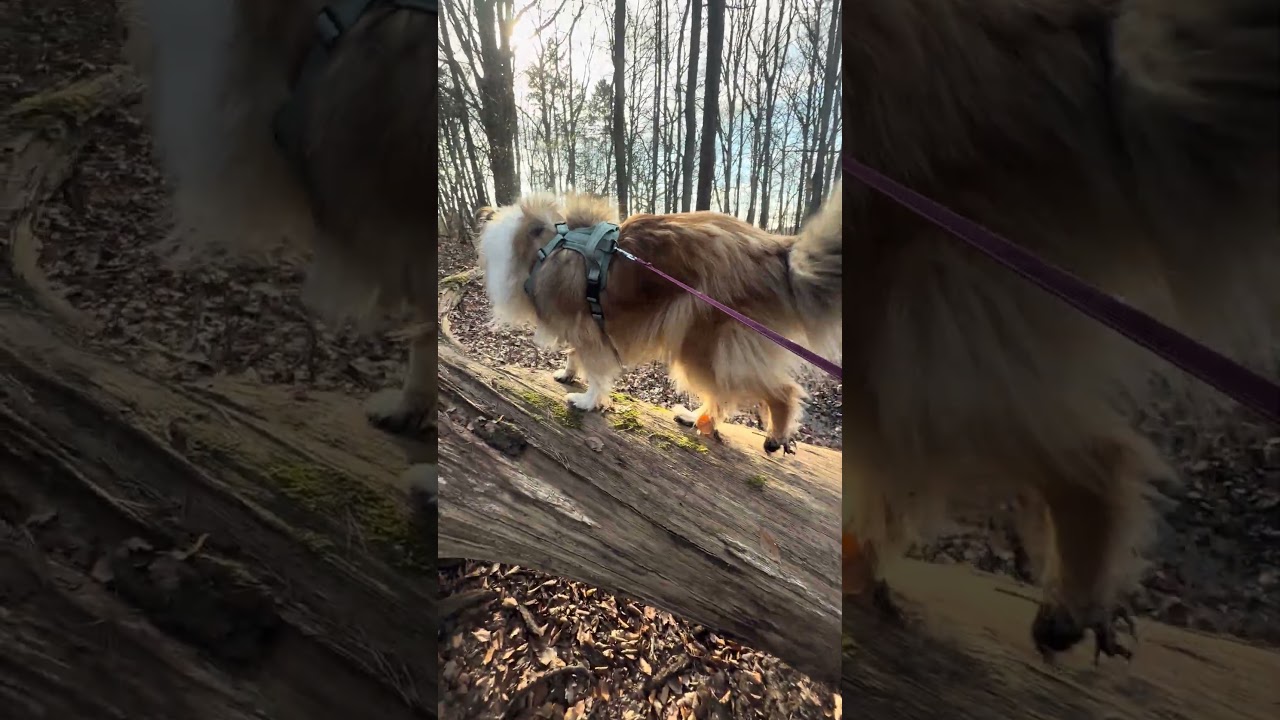 Springen wie der Osterhase #colliedog #hundeliebe #hundevideos #s&uuml;&szlig; #sweet