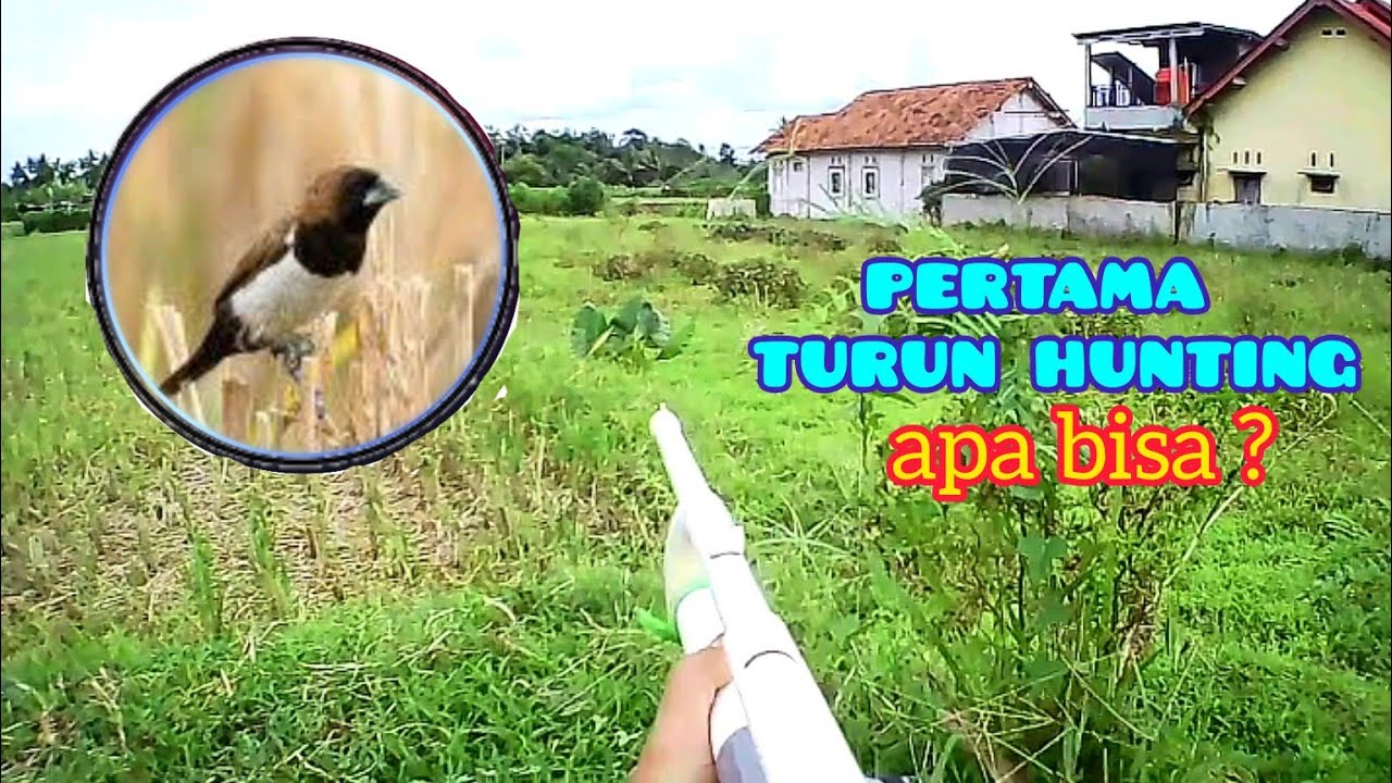 Pertama turun hunting, berburu hama burung emprit menggunakan unit dari paralon...apa bisa?