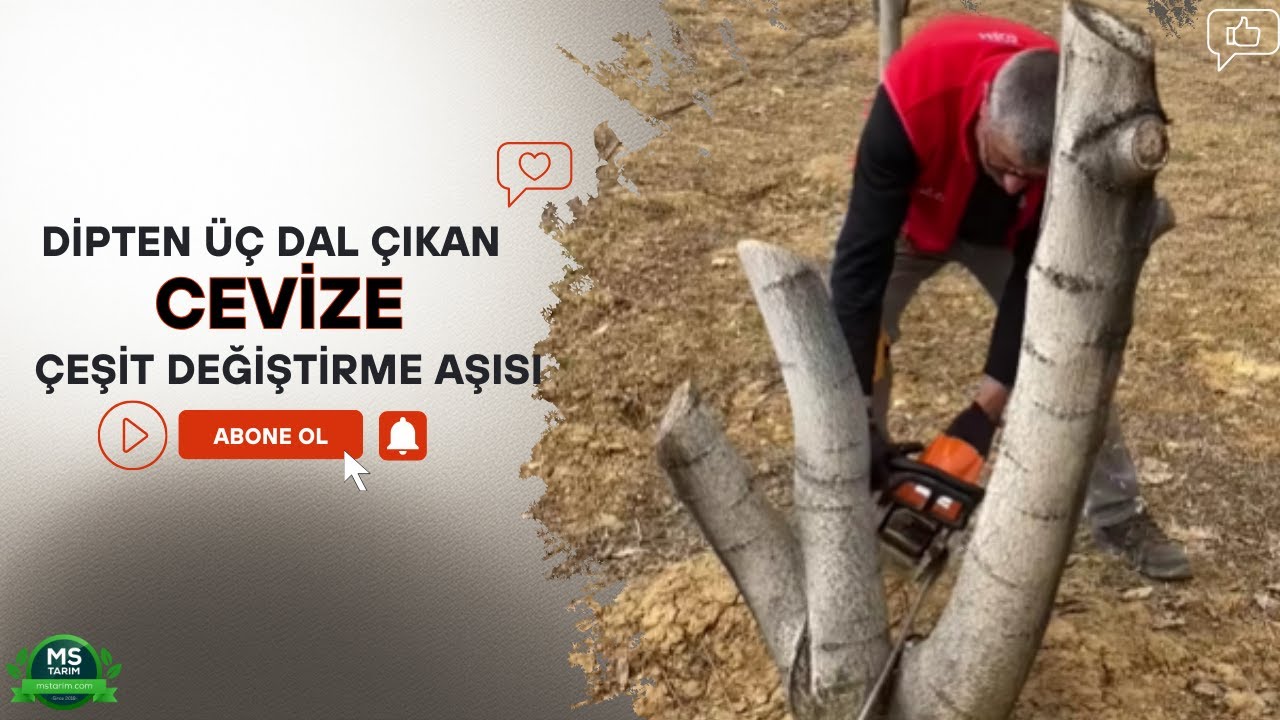Dipten &Uuml;&ccedil; Dal &Ccedil;ıkan Cevize &Ccedil;eşit Değiştirme Aşısı Ve Sonrası