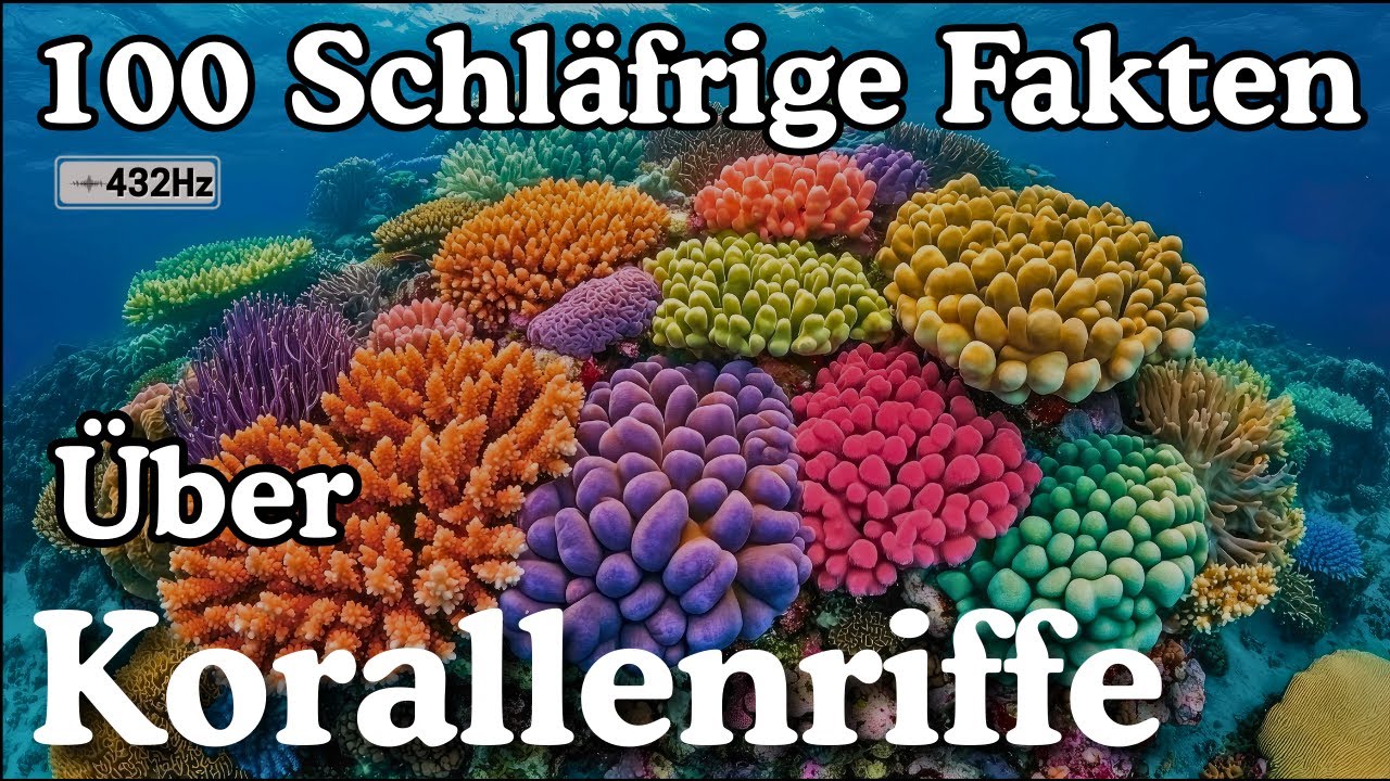 Die entspannendsten Fakten über Korallenriffe zum Einschlafen – Traumhafte Wissenschaft