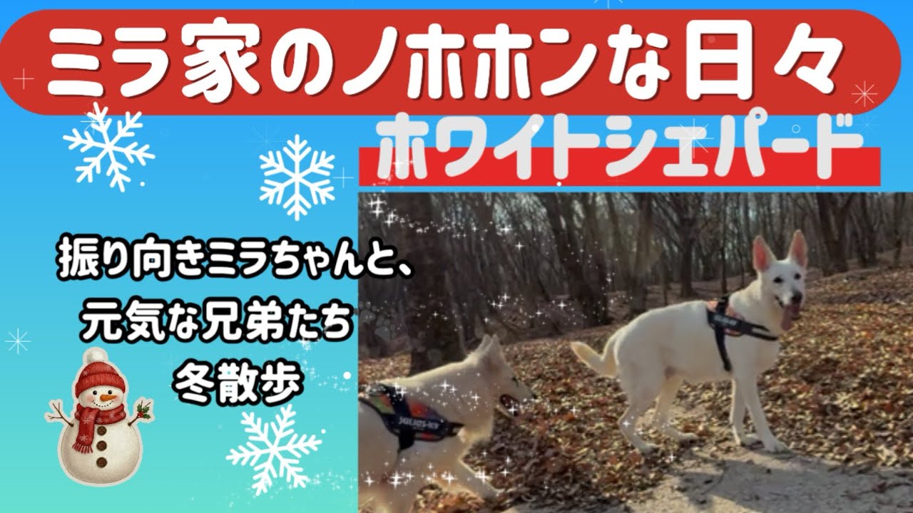 【ミラ家のノホホンな日々】振り向きミラちゃんと、元気な兄弟たち🐾冬散歩！#ホワイトシェパード #大型犬のいる生活 #散歩 #愛犬 #doglife 