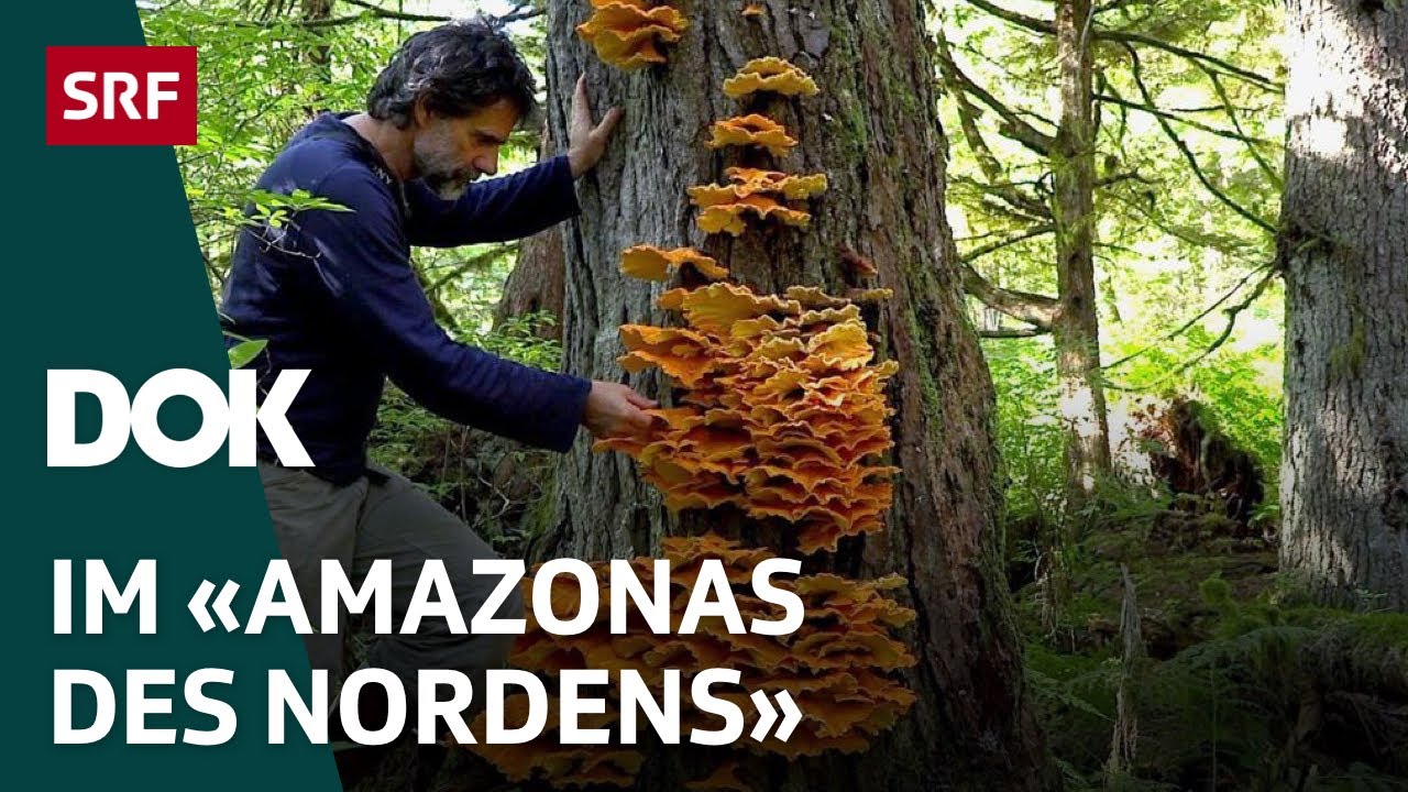 Bärenforscher Reno Sommerhalder im Urwald von Alaska | Doku | SRF Dok