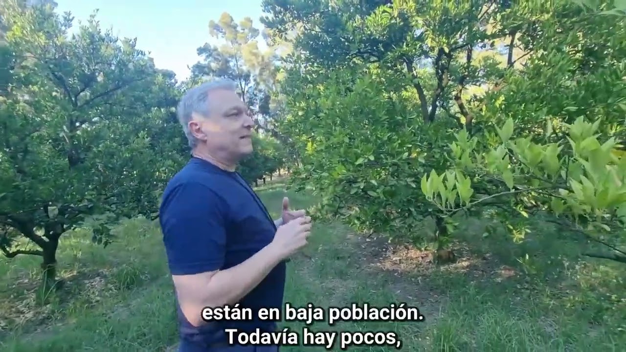 Monitoreo de plagas en cítricos