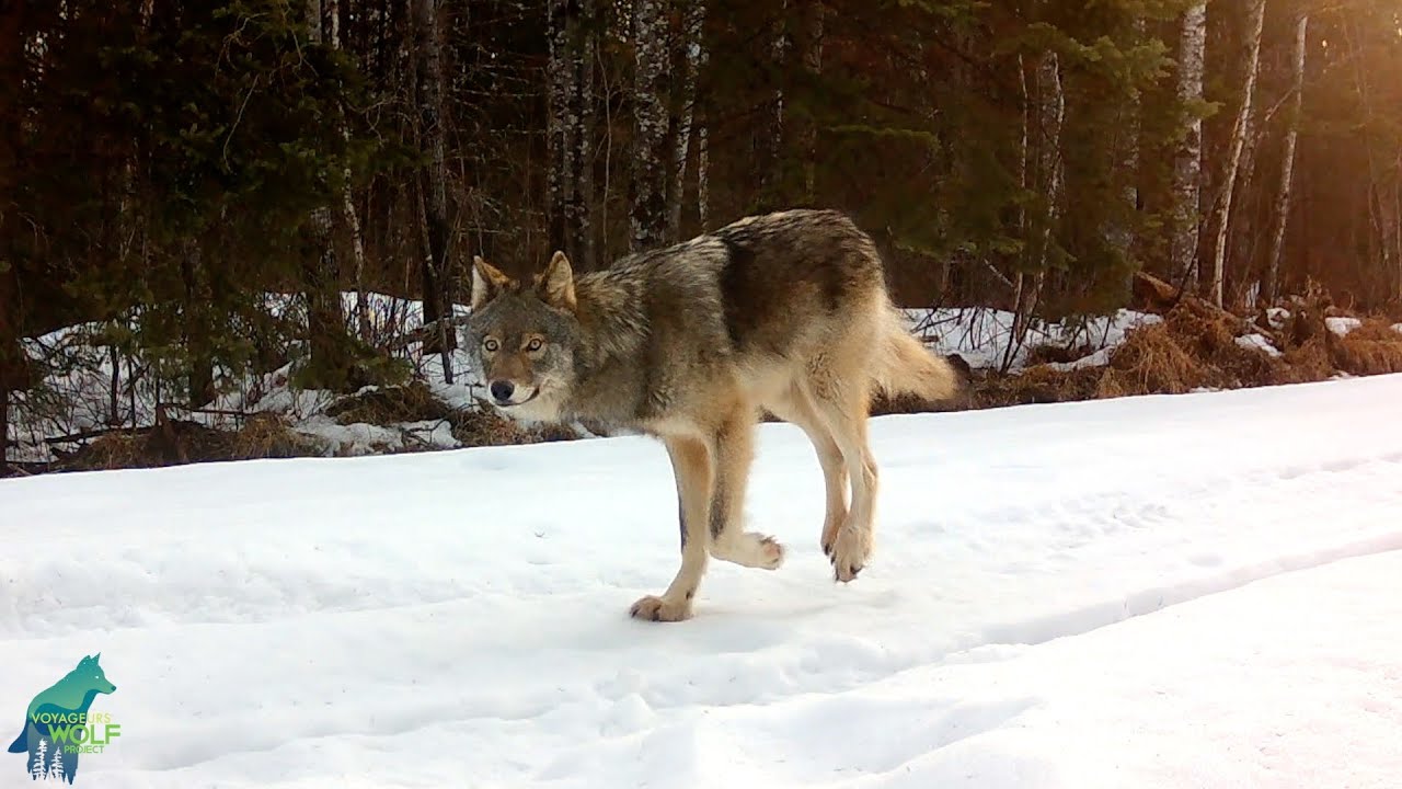 Wolf pup recovers from debilitating leg injury over a 6 month period