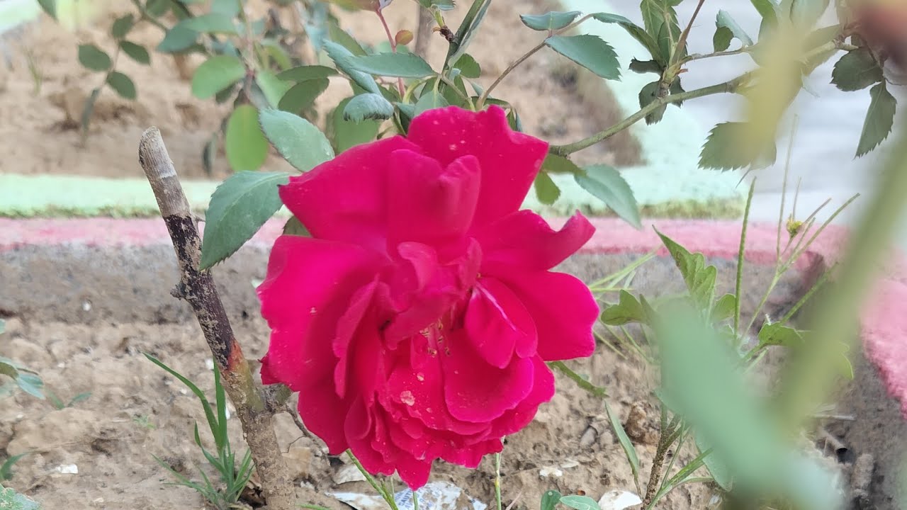 Nature gives you a lot...what we give in return..save the environment...सभी भारतीयों को सुप्रभात 🙏