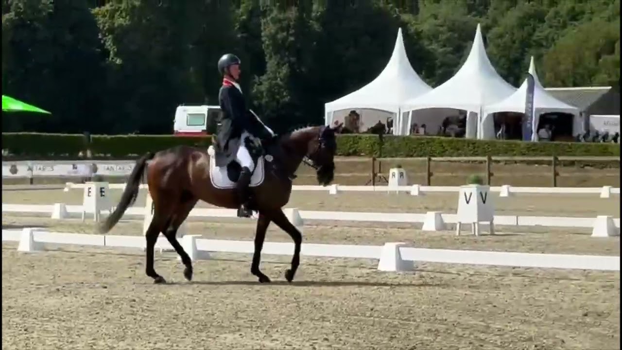 Ranger XX for sale dressage