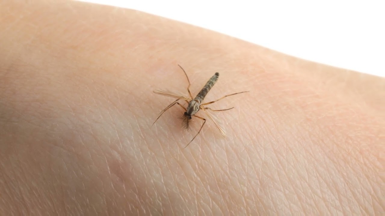 Anopheles Mosquitoes: Tiny Carriers of Malaria's Mighty Menace