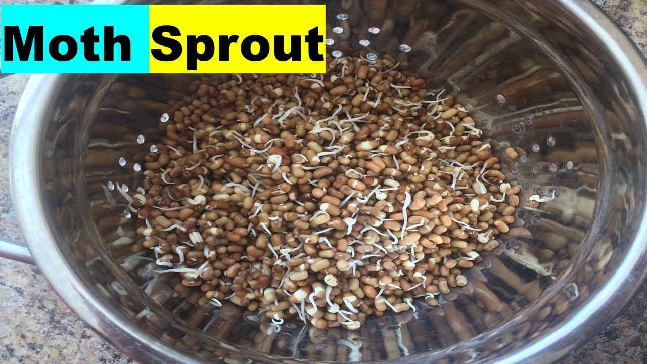 How to Sprout Moth Beans
