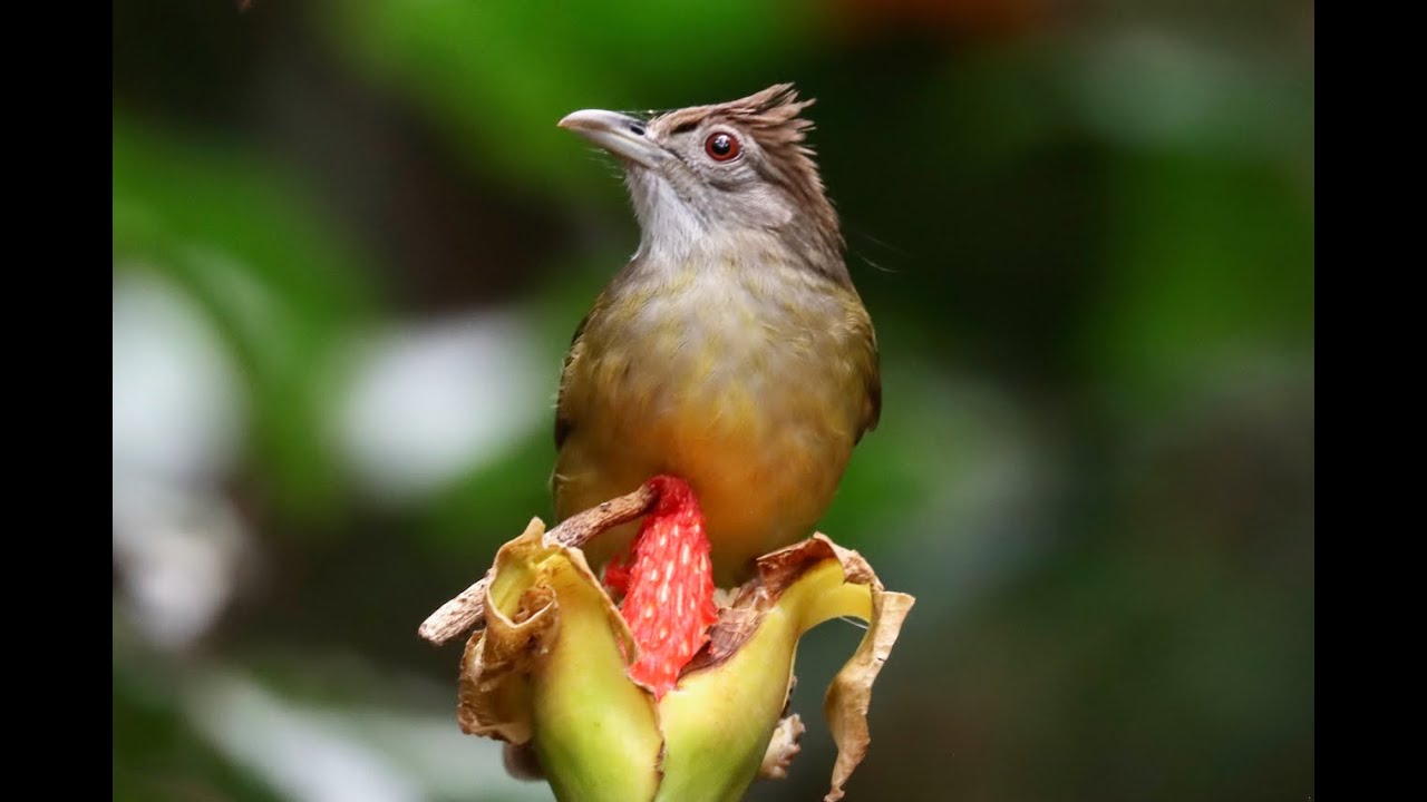 Birding Philippines 2 (HORNBILLS, BOOBOOK, SUNBIRDS, PHILIPPINE TROGON AND LOTS OF ENDEMICS)