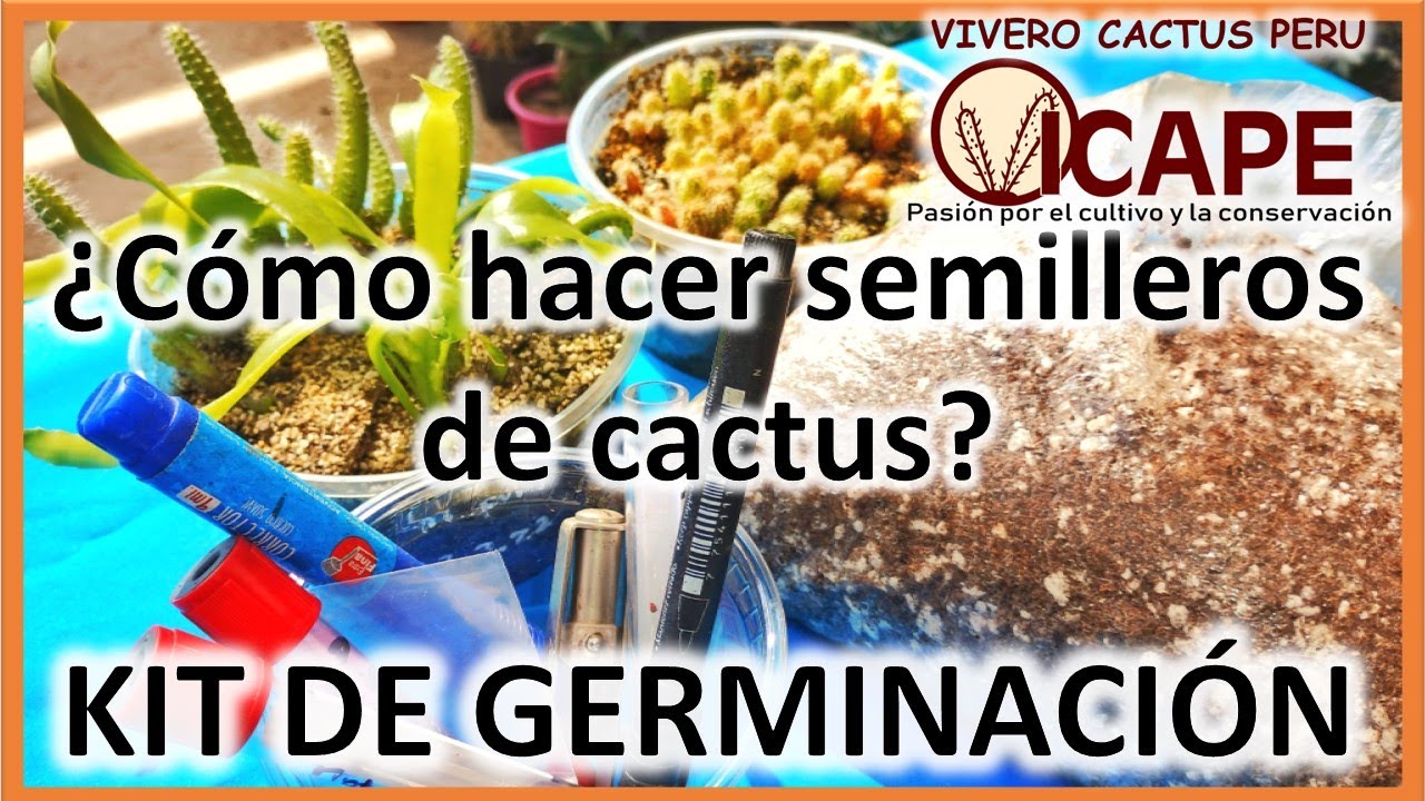 ¡Como hacer semilleros de Cactus en casa! Kit de Germinación Todo en Uno