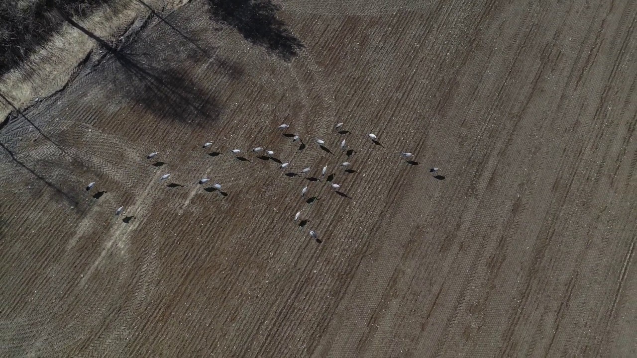 Common crane - Part 3 - Segalstad bru - Gausdal - Innlandet - Norway 🇳🇴 - DJI Mavic 2 Pro Drone 4K