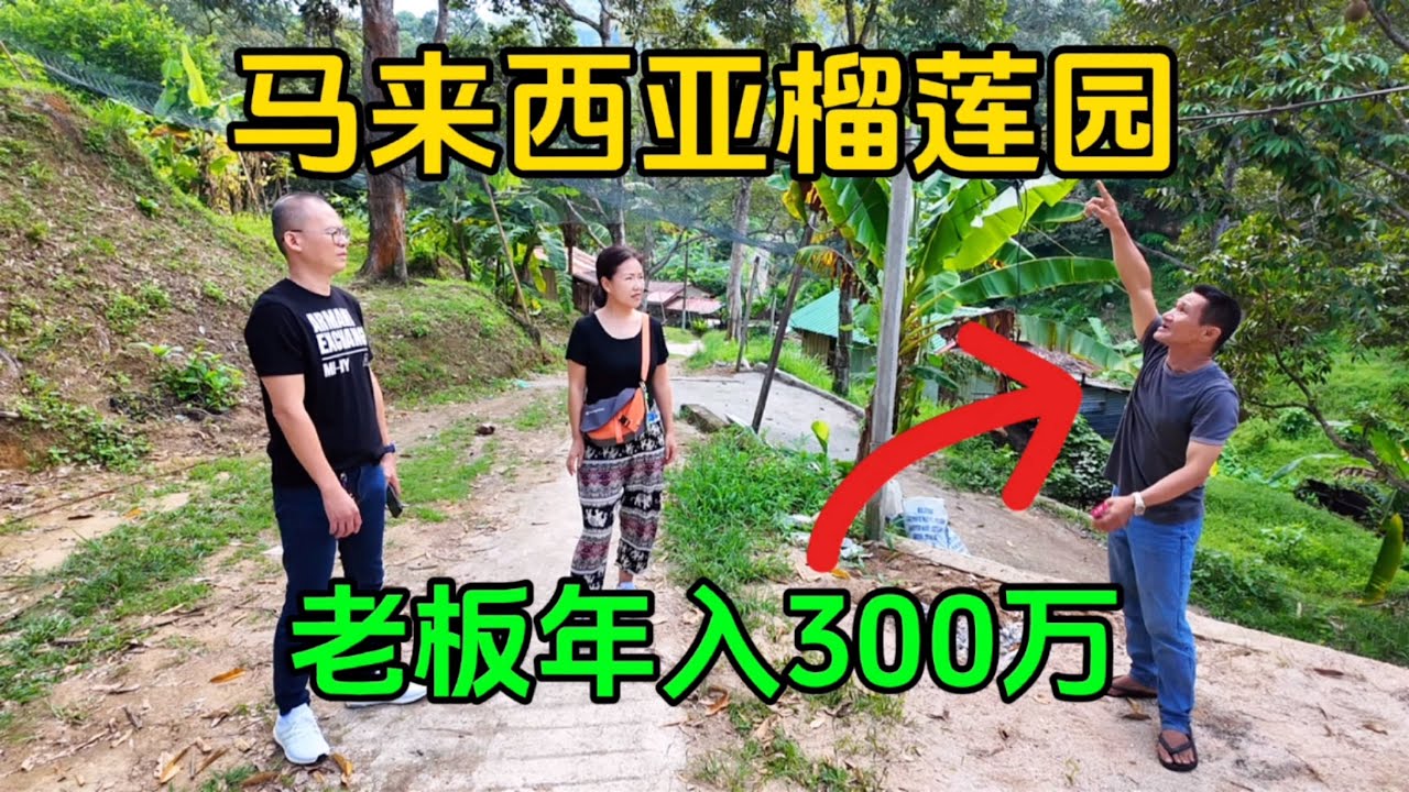 2在马来西亚榴莲园吃榴莲，极品猫山王白菜价，老板一年赚300万