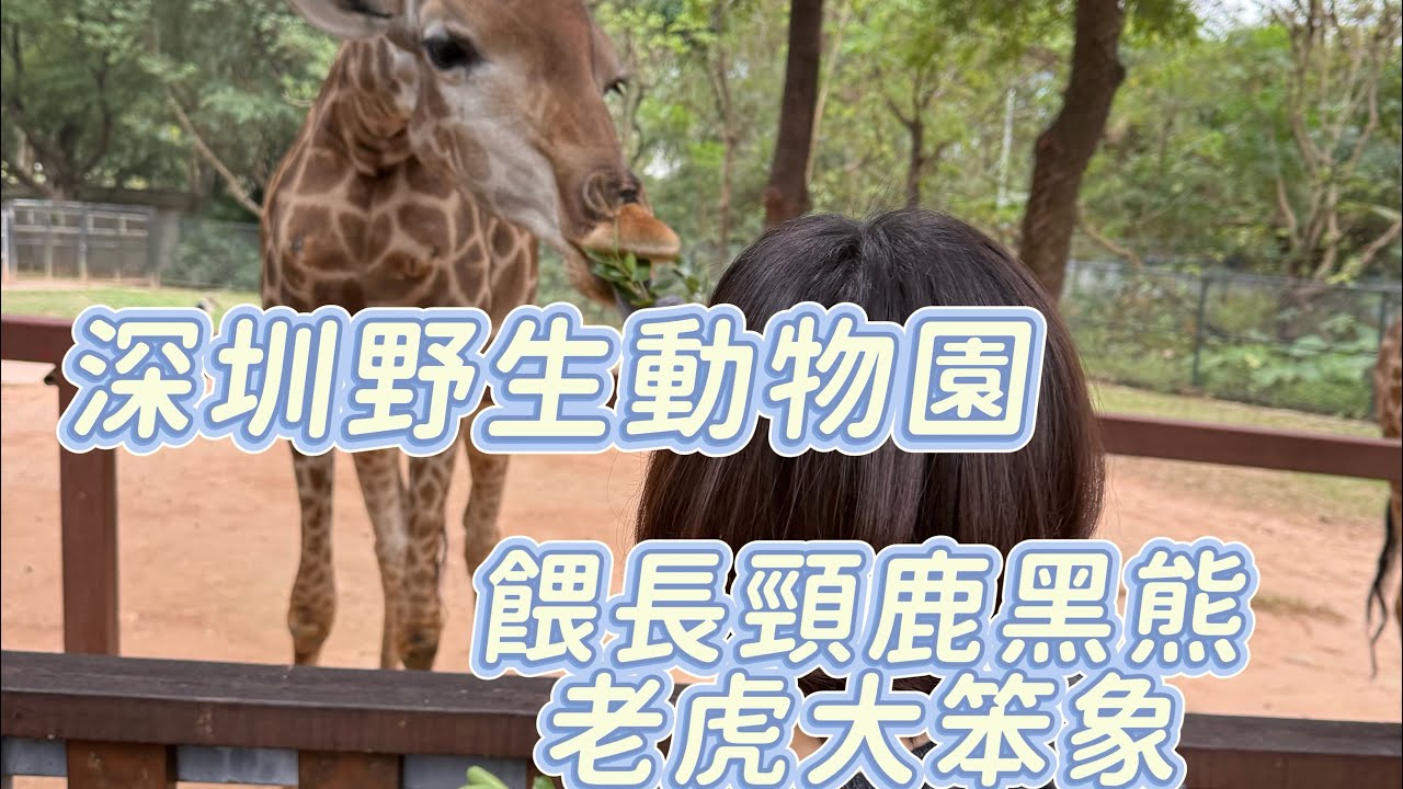 深圳野生動物園親子玩足一日￼