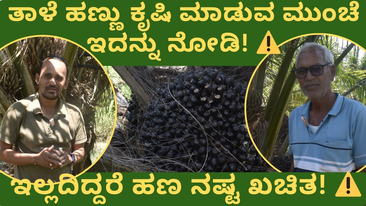 ತಾಳೆ ಹಣ್ಣು ಕೃಷಿ ಮಾಡುವ ಮುಂಚೆ ಇದನ್ನು ನೋಡಿ! ⚠️ ಇಲ್ಲದಿದ್ದರೆ ಹಣ ನಷ್ಟ ಖಚಿತ! ⚠️ #palmfarming #savemoney
