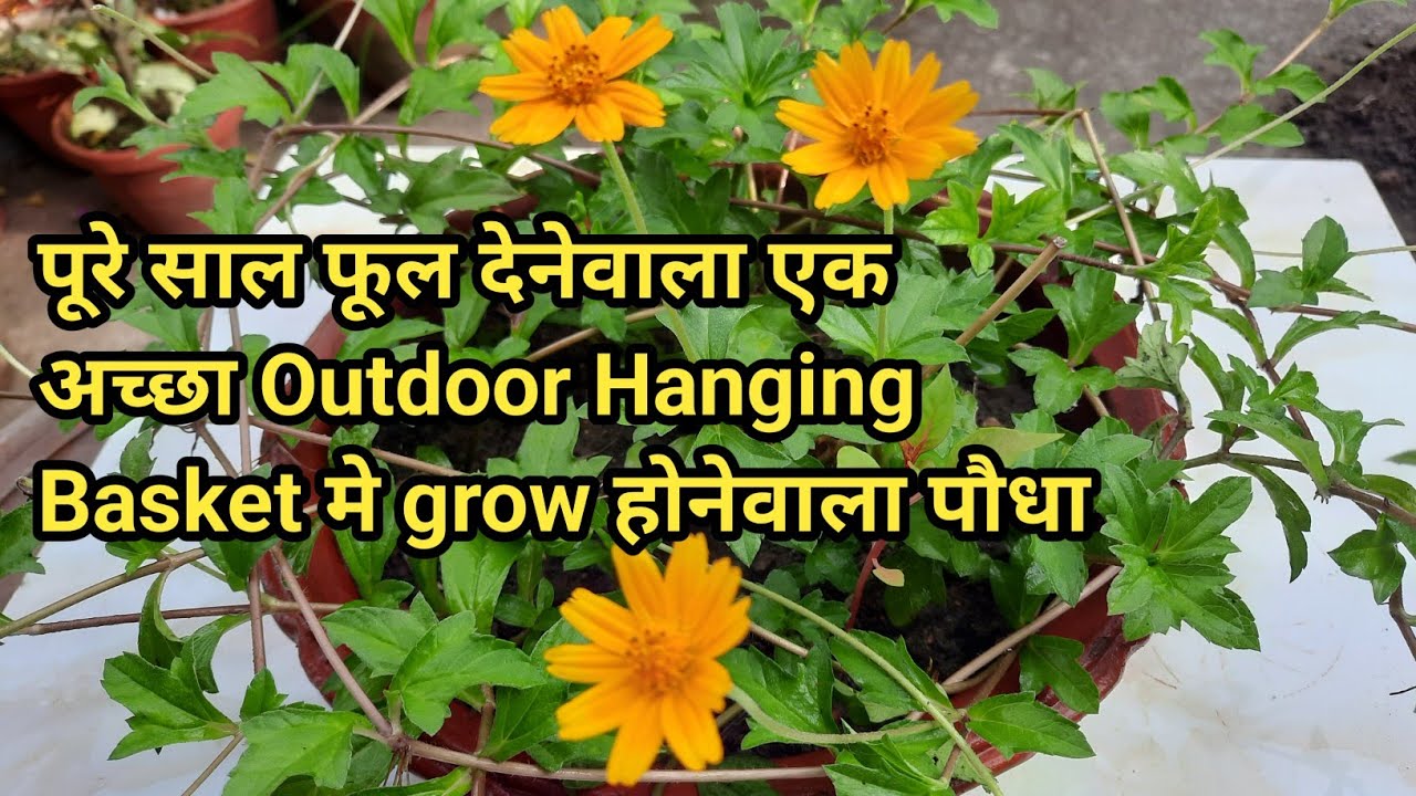 Wedelia plant care | How to grow and care Wedelia | Blooms round the year | Best for outdoor hanging