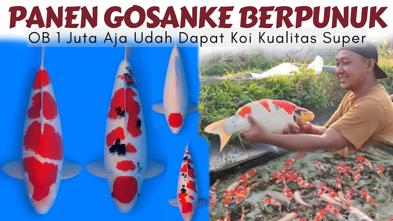 Panen Gosanke Body Super | Azukari Gendut Koi Farm Blitar