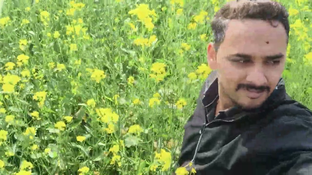 Ajao apne khet me sariso k khet me