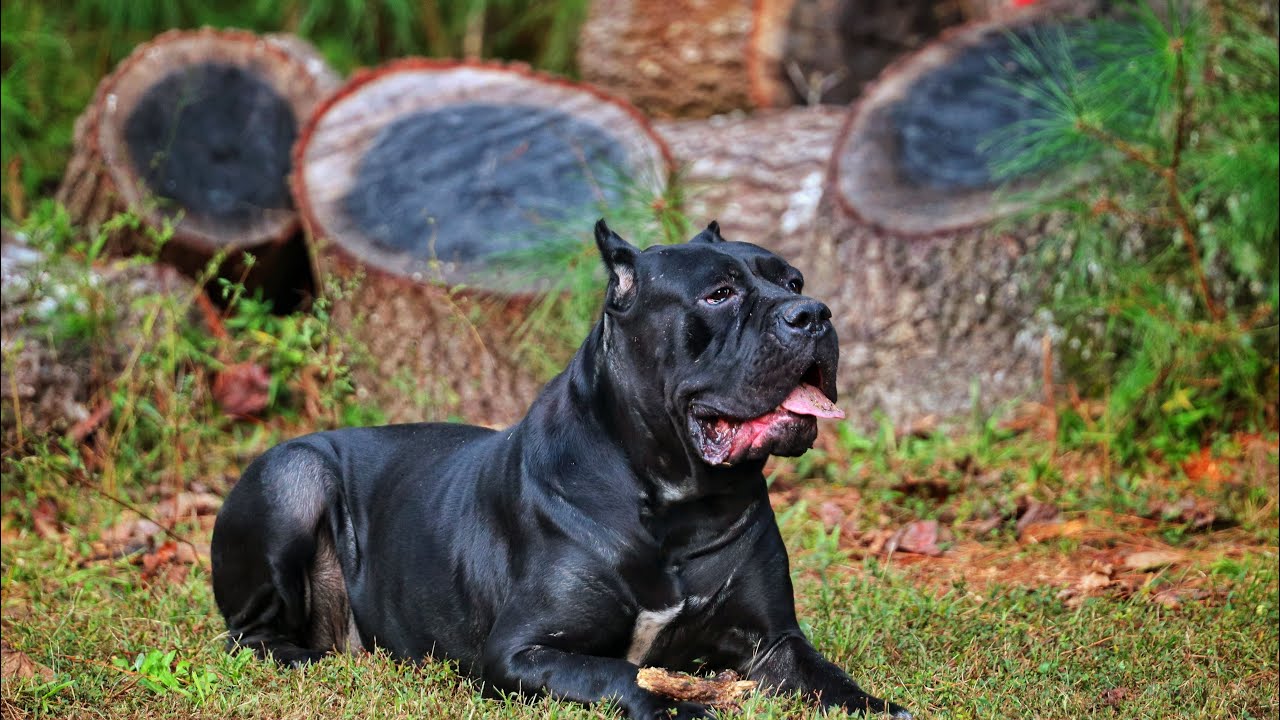 Big news regarding Asia my most expensive Cane Corso! 