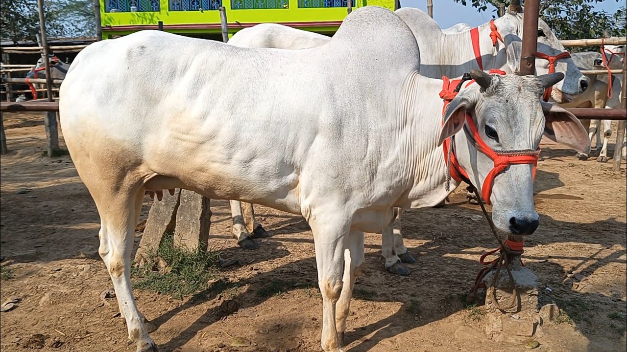 बिहार के चौसा मेला में यह सब गाय बिकने के लिए आई है | Chausa Mandi 2024 #Bipin Singh | Cow for Sale