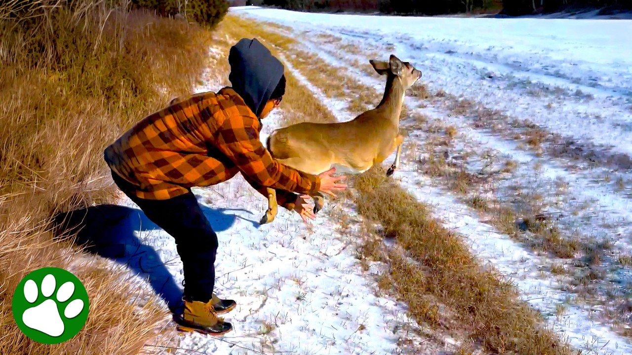 Deer Takes Triumphant Leap to Freedom 🥹