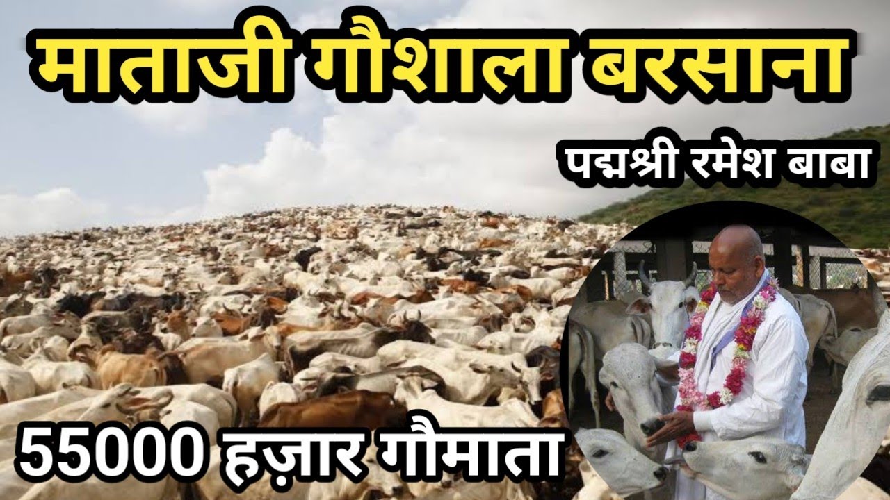The world's largest cowshed, where 60,000 cows are served. ll Mataji Gaushala Barsana ll