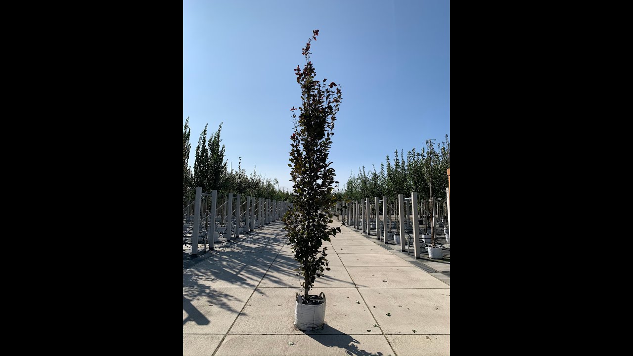 S&auml;ulen-Buche | Fagus sylvatica 'Red Obelisk'