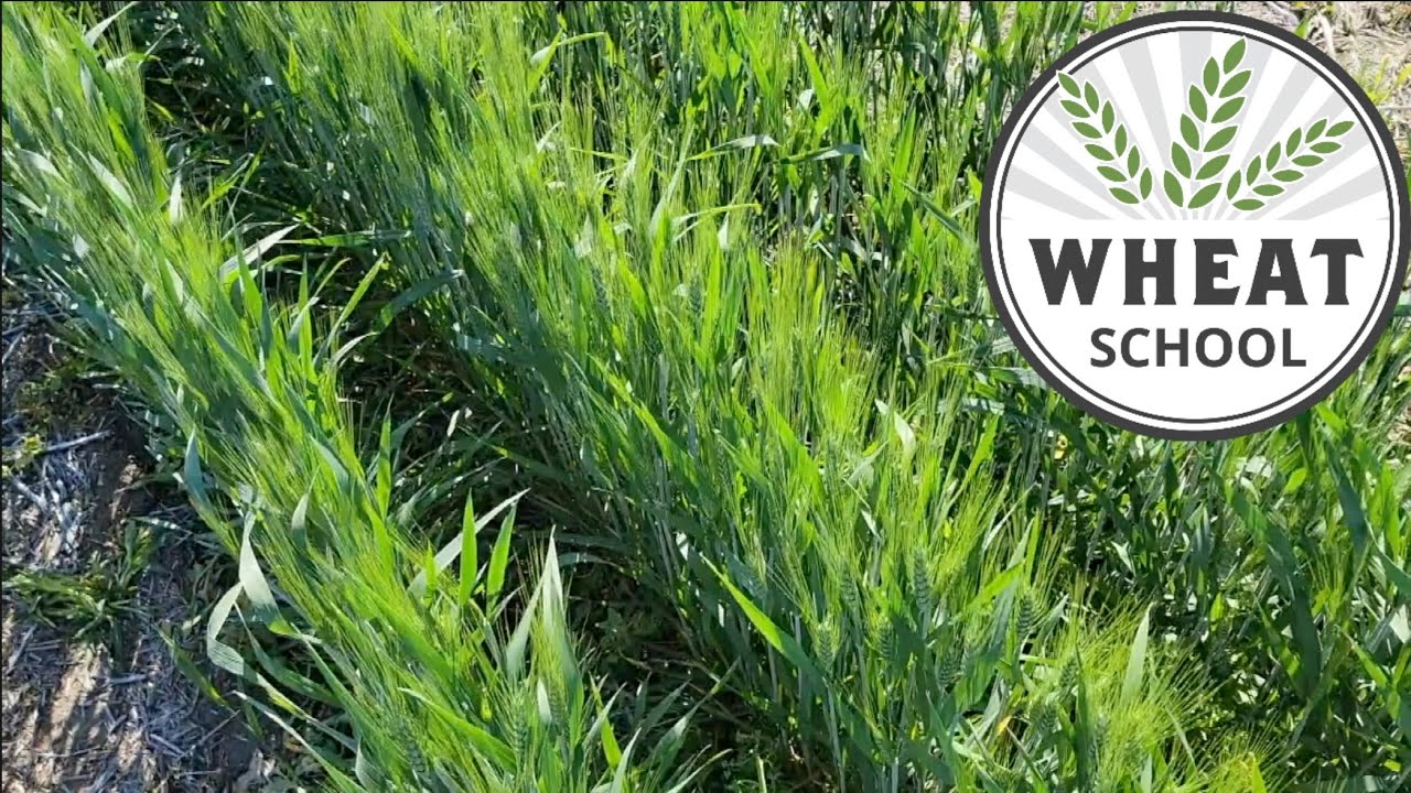 Wheat School: Exploring the potential of precision planting durum