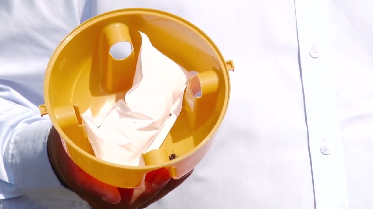 Musca cireșelor și capturarea &icirc;n masă a acestui dăunător