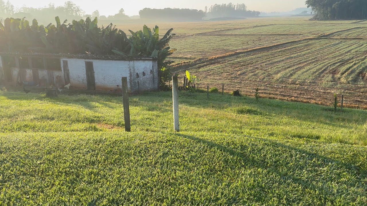 Roçando pastagem do gado e enxertos !!