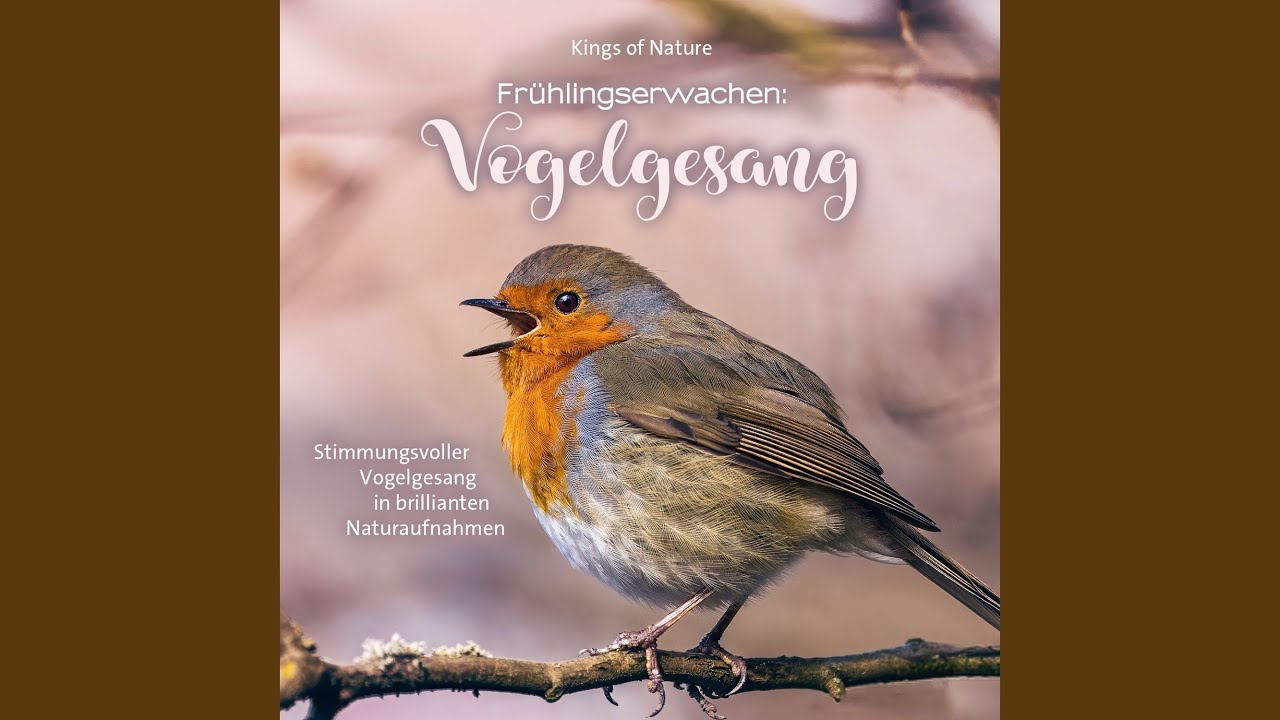 Ein Vogelkonzert begrüsst den neuen Tag