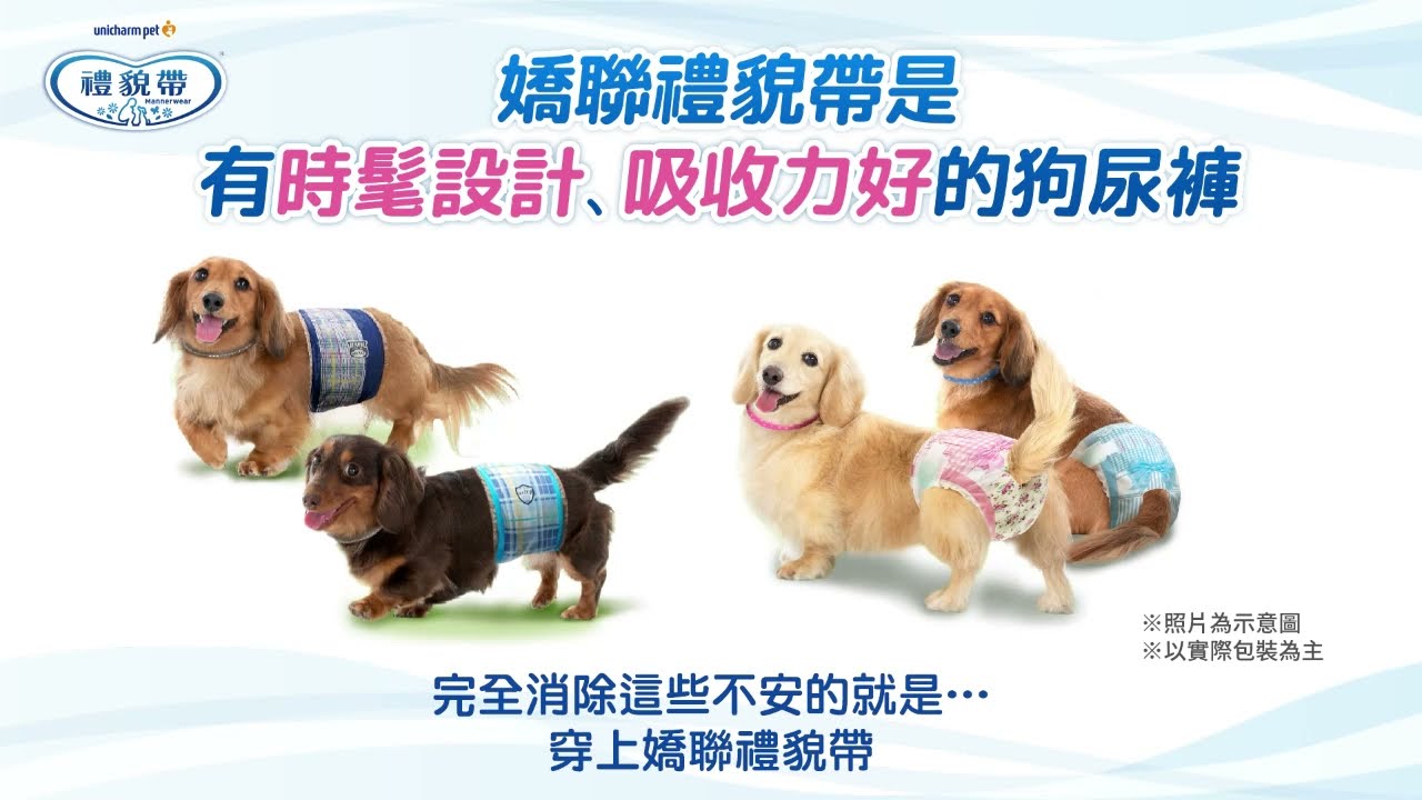 嬌聯寵物 禮貌帶❤️外出尿尿不擔心，到哪都一直在一起！