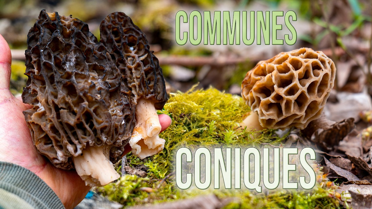 Morilles 2026 : les communes d&eacute;marrent&hellip; et les coniques sont encore l&agrave; !