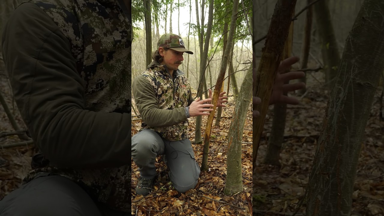 What To Look For In A BUCK RUB